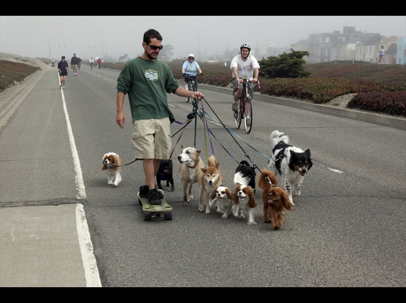 01-Dog Walker on the Great Highway (08-09-2009) MG_G6270